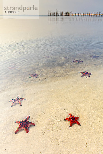 Starfish Beach mit roten Seesternen auf dem weißen Sand im seichten Wasser entlang der Küste; Phu Quoc  Vietnam