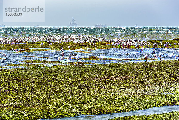 Flamingo-Kolonie (Phoeniconaias minor) am Pelican Point  Walvis Bay  Skelettküste  Dorob-Nationalpark; Namibia