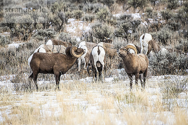 Drei Dickhornschaf-Böcke (Ovis canadensis) stehen sich während der Brunftzeit im North Fork of the Shoshone River Valley in der Nähe des Yellowstone National Park gegenüber; Wyoming  Vereinigte Staaten von Amerika