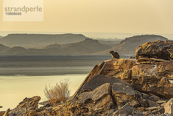 Dassie  oder Felsenhyrax (Procavia capensis)  Hardap-Damm bei Sonnenuntergang; Hardap-Region  Namibia