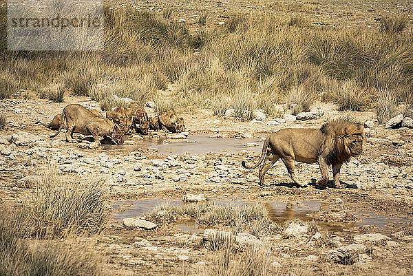 Löwenrudel (Panthera leo) beim Trinken an einem Wasserloch  Etosha-Nationalpark; Namibia