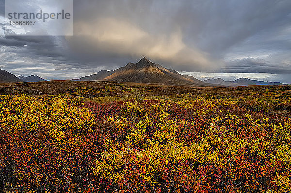 Herbstfarben lassen die Landschaft am Dempster Highway in leuchtenden Farben erstrahlen; Dawson City  Yukon  Kanada