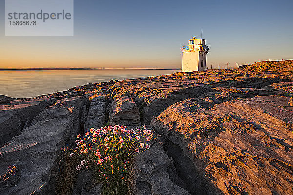 Blumen zwischen den Rissen des Burren-Kalksteins mit dem Black Head Lighthouse im Hintergrund und dem Atlantik bei Sonnenuntergang im Sommer; Grafschaft Clare  Irland