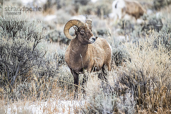 Dickhornschaf-Widder (Ovis canadensis) steht in einer Salbeibuschwiese im North Fork des Shoshone River-Tals in der Nähe des Yellowstone-Nationalparks; Wyoming  Vereinigte Staaten von Amerika