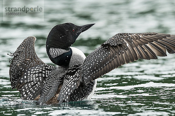 Seetaucher (Gavia immer) beim Ausbreiten der Flügel in einem See; Whitehorse  Yukon  Kanada