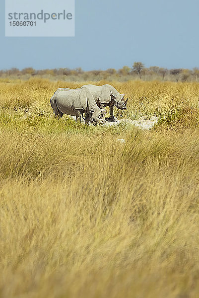 Spitzmaulnashorn (Diceros bicornis)  Etosha-Nationalpark; Namibia