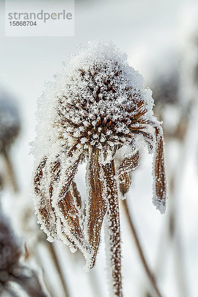 Nahaufnahme von gefrosteten getrockneten Echinacea-Stammblättern; Calgary  Alberta  Kanada