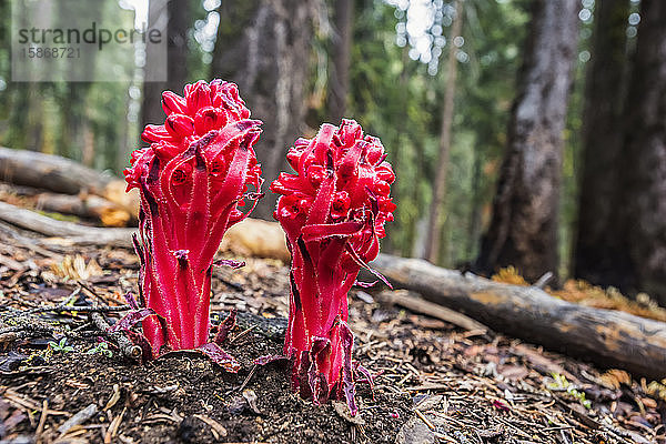 Nahaufnahme von zwei leuchtend roten Blüten der Schneepflanze (Sarcodes sanguinae) im Sequoia National Park; Kalifornien  Vereinigte Staaten von Amerika