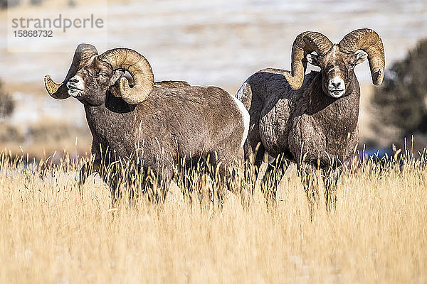 Dickhornschaf-Böcke (Ovis canadensis) stehen während der Brunftzeit auf einer Wiese in der Nähe des Yellowstone-Nationalparks; Montana  Vereinigte Staaten von Amerika