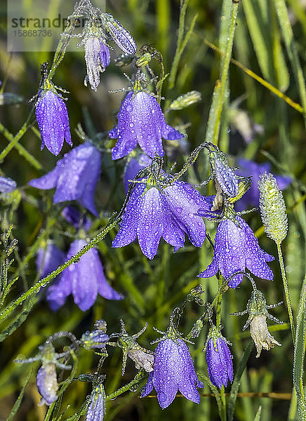 Bluebell-Blüten mit Wassertropfen; Colorado  Vereinigte Staaten von Amerika
