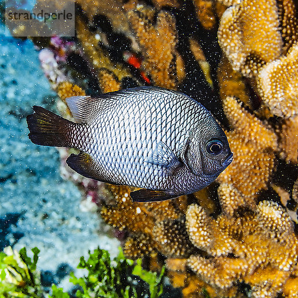 Der Hawaiianische Dascyllus (Dascyllus albisella) ist eine auf Hawaii endemische Fischart. Dieses Exemplar wurde unter Wasser beim Tauchen in der Nähe von Maui fotografiert; Molokini-Krater  Maui  Hawaii  Vereinigte Staaten von Amerika