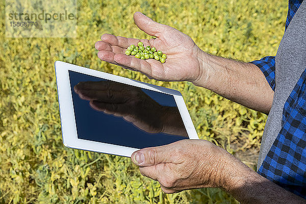 Ein Landwirt steht auf einem Feld und hält in der einen Hand eine Tafel und in der anderen Hand eine Handvoll Erbsen; Alberta  Kanada