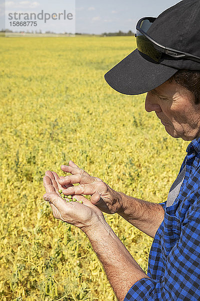 Ein Landwirt steht auf einem Acker und inspiziert eine Handvoll Erbsen; Alberta  Kanada