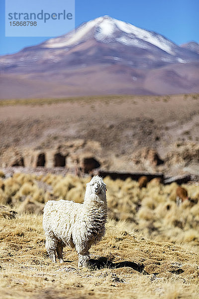 Llama i(Lama glama) in der Altiplano-Landschaft; Potosi  Bolivien