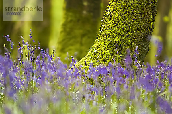 Nahaufnahme von Blauglocken auf einem Waldboden mit einem moosbewachsenen Baumstamm im Hintergrund; Fermoy  Grafschaft Cork  Irland