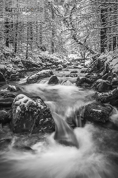 Schwarz-Weiß-Bild eines Flusses  der im Winter durch einen Wald fließt  Galty Mountains; County Tipperary  Irland