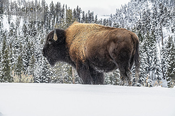 Amerikanischer Bison-Bulle (Bison bison) stehend im Schnee im Yellowstone National Park; Wyoming  Vereinigte Staaten von Amerika