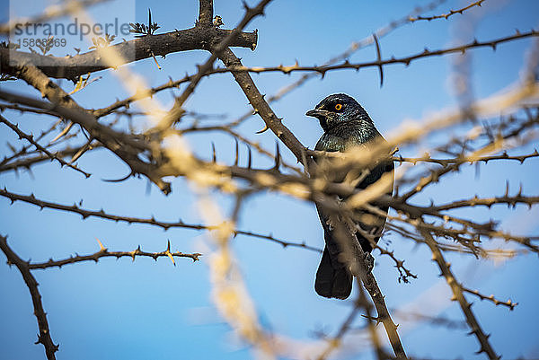 Kapstar (Lamprotornis nitens)  Etosha-Nationalpark; Namibia