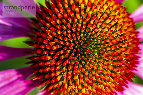 Extreme Nahaufnahme von Echinacea-Stammblättern in voller Blüte; Calgary  Alberta  Kanada