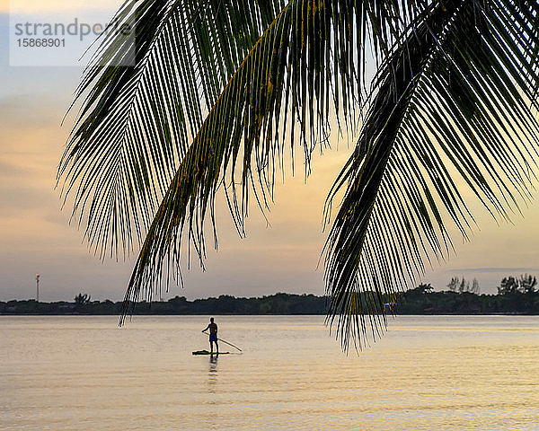 Mann auf Stand Up Paddle Board mit Palmwedeln im Vordergrund bei Sonnenuntergang  Placencia Peninsula; Belize