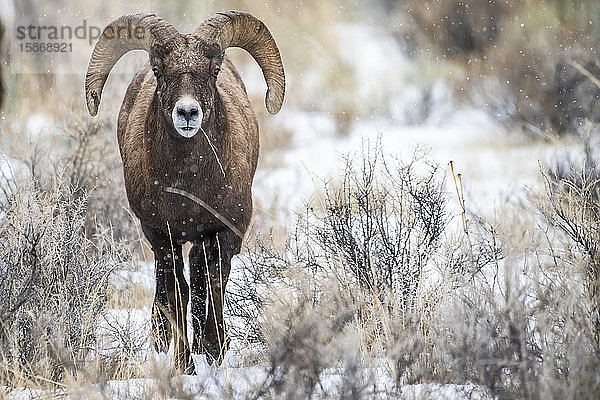 Dickhornschaf-Widder (Ovis canadensis) nähert sich an einem verschneiten Tag im Tal des North Fork of the Shoshone River in der Nähe des Yellowstone-Nationalparks durch eine Salbeibuschwiese; Wyoming  Vereinigte Staaten von Amerika