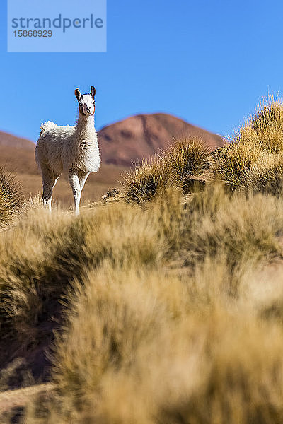 Lama (Lama glama) in der Altiplano-Landschaft; Potosi  Bolivien