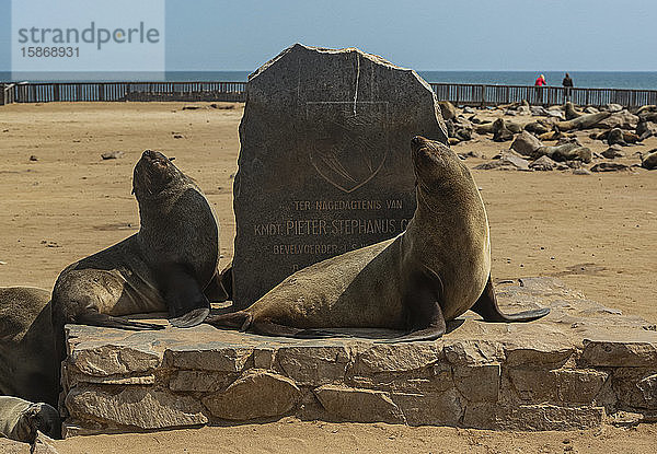 Pelzrobben in der Cape Cross Robbenkolonie  Skelettküste; Namibia