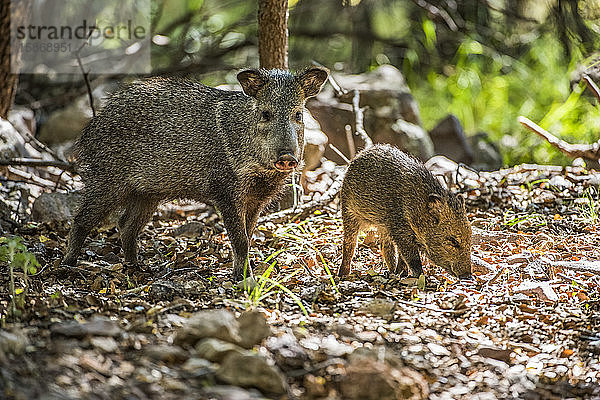 Weiblicher Javalina oder Halsbandpekari (Pecari tajacu) mit Jungtieren auf der Suche nach Eicheln auf der Cave Creek Ranch in den Chiricahua Mountains in der Nähe von Portal; Arizona  Vereinigte Staaten von Amerika