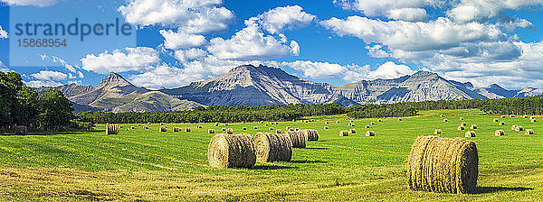 Panorama von Heuballen auf einem grünen Feld mit Bergen  blauem Himmel und Wolken im Hintergrund  nördlich von Waterton; Alberta  Kanada