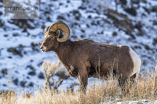 Dickhornschaf-Widder (Ovis canadensis) steht auf einem Bergrücken in der Nähe des Yellowstone-Nationalparks; Montana  Vereinigte Staaten von Amerika