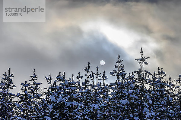 Schnee bedeckt die Wipfel der Nadelbäume und die Wolken verdecken den Vollmond; British Columbia  Kanada