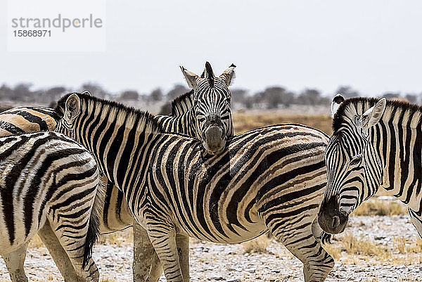 Herde Steppenzebras (Equus quagga)  Etosha-Nationalpark; Namibia