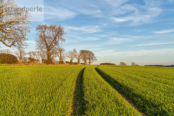 Reifenspuren durch Grünpflanzen auf einem Feld; Ravensworth  North Yorkshire  England