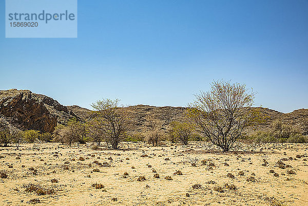 Auf dem Weg zum Brandberg  Damaraland; Kunene-Region  Namibia