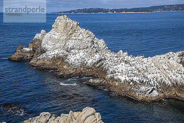 Braune Pelikane (Pelicanus occidentalis) sitzen auf einem mit Guano bedeckten Felsen im Point Lobos State Natural Reserve mit der Monterey-Halbinsel im Hintergrund; Kalifornien  Vereinigte Staaten von Amerika