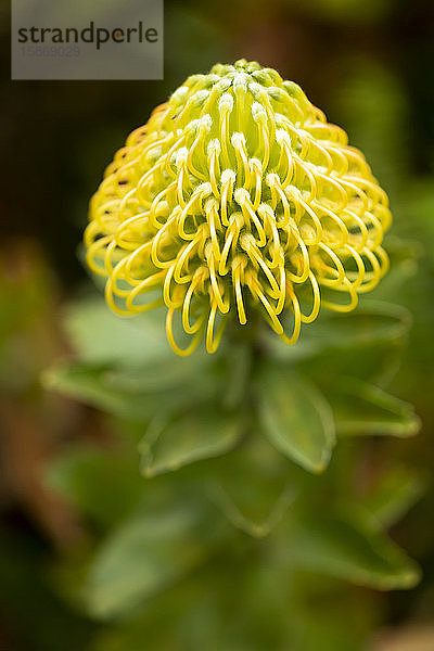 Gelbe tropische Blume  Botanische Gärten; Maui  Hawaii  Vereinigte Staaten von Amerika