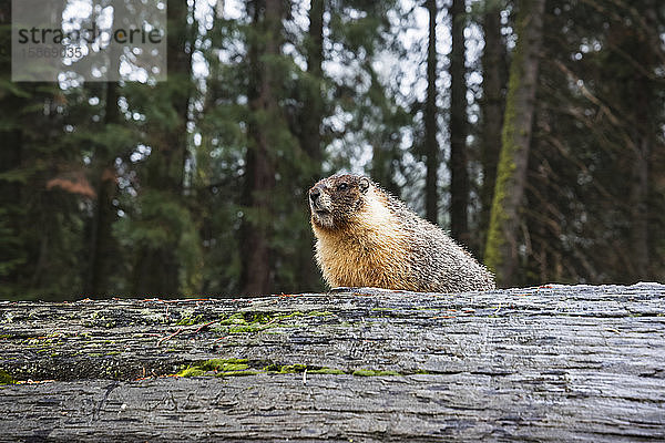 Gelbbauchmurmeltier (Marmota flaviventris) auf einem umgestürzten Mammutbaumstamm (Sequoiadendron giganteum) im Sequoia National Park; Kalifornien  Vereinigte Staaten von Amerika