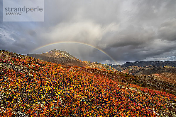 Kräftige Herbstfarben beleben die Landschaft am Dempster Highway  und in der Ferne ist ein Regenbogen in den Gewitterwolken zu sehen; Dawson City  Yukon  Kanada