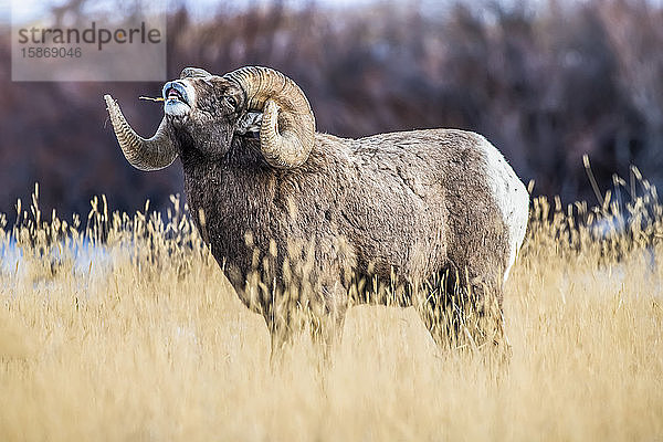 Großer Dickhornschaf-Widder (Ovis canadensis) mit massiven Hörnern beim Flehmen während der Brunftzeit in der Nähe des Yellowstone-Nationalparks; Montana  Vereinigte Staaten von Amerika