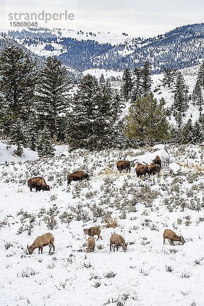 Amerikanischer Bison (Bison bison) und Dickhornschaf (Ovis canadensis) grasen nebeneinander auf einer verschneiten Wiese im Yellowstone-Nationalpark; Wyoming  Vereinigte Staaten von Amerika