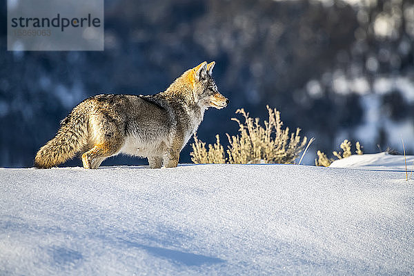 Kojote (Canis latrans) im tiefen Schnee im Yellowstone National Park; Wyoming  Vereinigte Staaten von Amerika