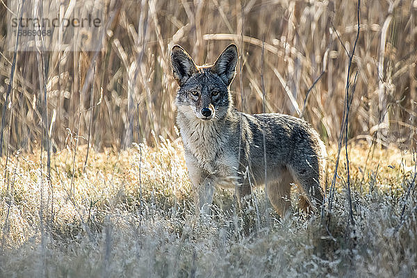 Kojote (Canis latrans) späht aus dem Gebüsch im San Luis National Wildlife Refuge  Kalifornien  Vereinigte Staaten von Amerika