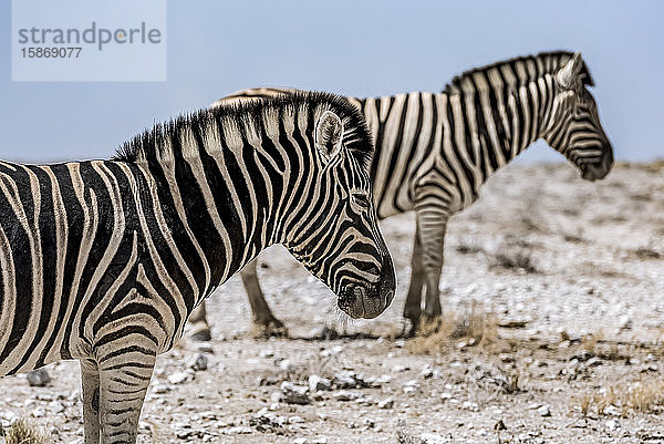 Herde Steppenzebras (Equus quagga)  Etosha-Nationalpark; Namibia