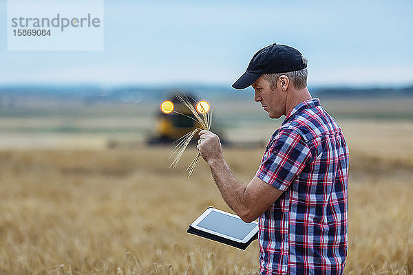 Ein Landwirt inspiziert eine Weizenernte und nutzt sein Tablet  um die Weizenernte zu steuern  während im Hintergrund ein Mähdrescher arbeitet: Alcomdale  Alberta  Kanada