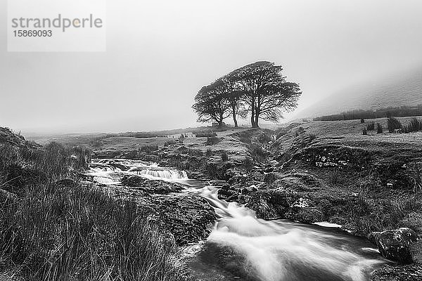 Schwarz-Weiß-Bild eines kleinen Flusses mit drei Bäumen im Hintergrund  eingehüllt in Nebel  Galty Mountains; County Tipperary  Irland