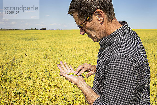 Ein Landwirt inspiziert auf einem Feld eine Erbsenernte; Alberta  Kanada