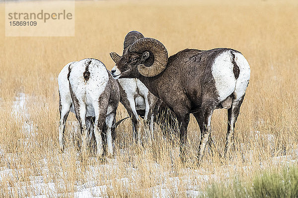 Großer Dickhornschafbock (Ovis canadensis) mit massiven Hörnern  der während der Brunftzeit in der Nähe des Yellowstone-Nationalparks um eine Gruppe von Mutterschafen wirbt; Montana  Vereinigte Staaten von Amerika