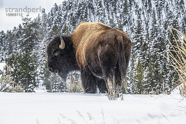 Amerikanischer Bison-Bulle (Bison bison) stehend im Schnee im Yellowstone National Park; Wyoming  Vereinigte Staaten von Amerika