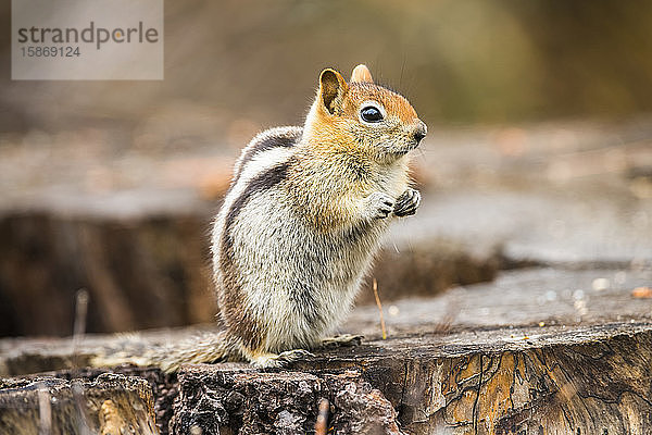 Goldmantel-Erdhörnchen (Callospermophilus lateralis) auf einem Baumstumpf sitzend im Sequoia National Park; Kalifornien  Vereinigte Staaten von Amerika