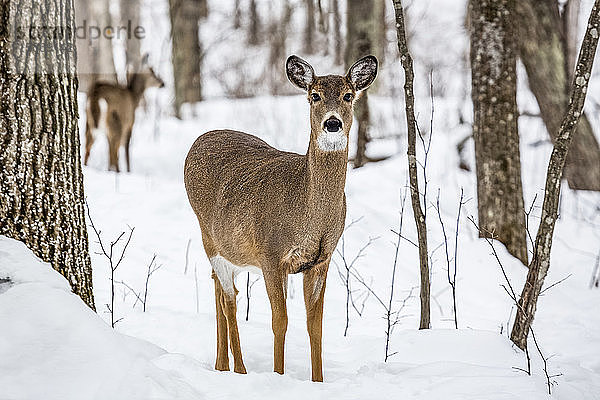 Reh (Cervidae) im Kathio State Park an einem verschneiten Wintertag; Minnesota  Vereinigte Staaten von Amerika